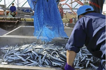 21年の漁獲量、過去最低 画像