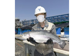 陸上養殖サーモン、初水揚げ 画像
