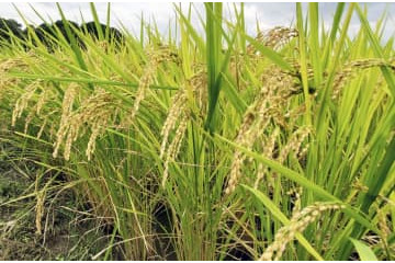 コメ作付け、37道府県で減 画像