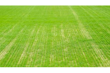 何者かが「芝に除草剤散布」…RBライプツィヒの試合会場が変更に 画像