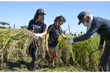 黄金色「奇跡の復興米」 画像