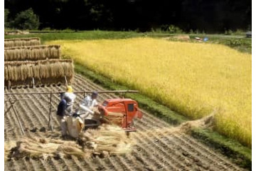 コメ価格、3年ぶり上昇へ 画像