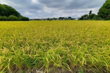 新米価格3年ぶり上昇 画像