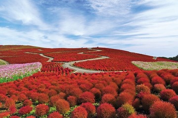 国営ひたち海浜公園で秋イベント、“赤の絶景”コキアや限定グルメを堪能 画像