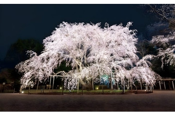 六義園で春の風物詩・夜間ライトアップ、3月22日から しだれ桜や和菓子堪能し風情ある時間を 画像