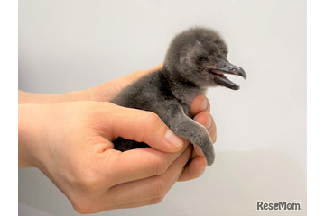マゼランペンギンの赤ちゃん2年ぶり誕生…すみだ水族館 画像