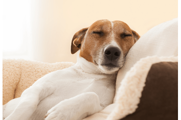 捨て犬を迎え入れた家族　ある日、学校から帰宅すると…まさかの姿に「ありがとう」 画像
