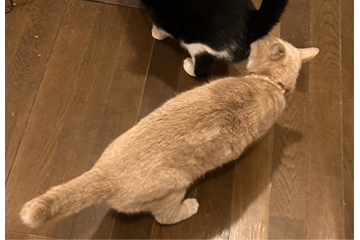 食事中の兄猫のお尻を嗅ぐ妹猫　しかし、よく見ると「ご飯の匂いかな」「繋がるかも」 画像
