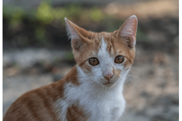 やせ細った子猫を保護した家族　1年後の様子に→「美しい猫」「人見知りだったのに」 画像