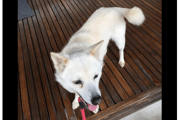 散歩に大喜びな愛犬　しかし、リードを付けた瞬間⇒玄関から”動かない理由”に「どっちなの？」「しっぽだけは元気」 画像