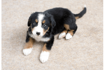 家に迎えたばかりの子犬…「クゥン」と鳴くので様子を見ると→予想外の姿に「心配しすぎやった」「思わず笑った」 画像