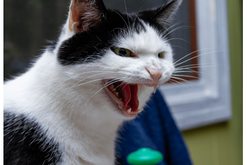 愛猫の気性が荒い…三階建てに建て替えると⇒性格が変わり「家族との時間が増えた」 画像