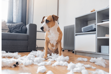 仕事から帰宅した飼い主 部屋がぐちゃぐちゃで…⇒犬2匹の“反応の違い”に「思わず笑った」 画像