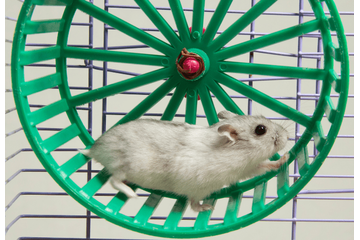 暗闇で回し車を走るハムスター そっと電気をつけてみると⇒見せた“意外な表情”にほっこり 画像