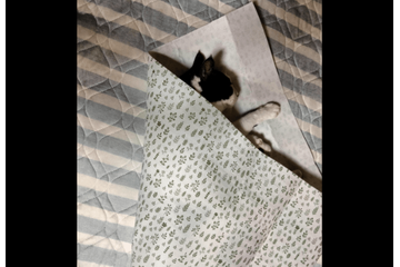 保護猫を飼う飼い主　猫がゴロゴロしていると⇒まさかの状態に「猫クレープ」「自分で包まった」 画像