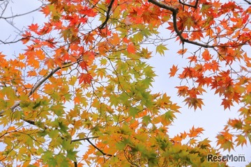 【中学受験】今週末行ける首都圏中高一貫「学校見学」11/22-24…豊島岡女子、青山学院横浜英和など 画像