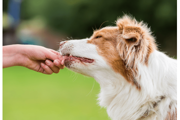 頭がよすぎる愛犬…家族がおやつをあげようとすると⇒まさかの先周りに「もしかしてAIなの？」 画像