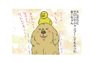 サロンでシャンプーしてもらった愛犬。もふもふに隠れて…せっかくのチョーカーはどこ？【おさんぽですし！　おしゃべり犬とイライラ猫の日記 #13】 画像