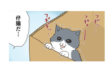 ダンボール箱の中で必死に鳴いてる仔猫を発見…こんな小さいのに誰が捨てたの？【おさんぽですし！　おしゃべり犬とイライラ猫の日記 #18】 画像