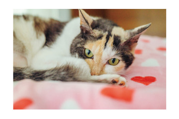 いつもありがとう！ やすらぎ治療室の看板猫・ミケちゃんの「ひまわりスマイル」に今日も癒される【ミケちゃんとやすらぎさん #２】 画像