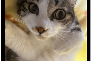 家の近くにいたガリガリの子猫　しかし”警戒心が強く”保護に苦戦…⇒最終手段を試すと「こんな罠に引っかかるとは」 画像