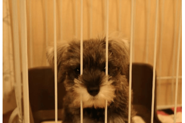 初めて飼った愛犬……白黒だった子犬が1年後→まさかの姿に「珍しいね！」 画像