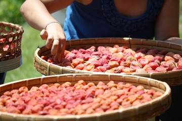 「ていねいな暮らし」とは無縁だった52歳・バツイチ女性が、梅干しをつけてみたら 画像