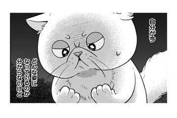 魔術師が作った液体をかけられたら、猫になっちゃった！早く神殿に帰りたい！【根暗騎士による溺愛満喫中のブサ猫、実は聖女です！#19】 画像