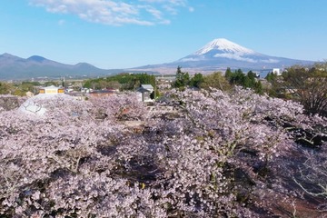 静岡の桜名所・時之栖で春イベント「Spring Festival 2026」花々を愛でグルメに舌鼓 画像