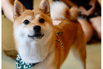 帰宅すると…リビングに散乱したクッション⇒柴犬の必死な行動に「バレバレだよ」 画像
