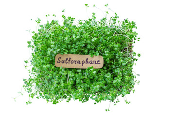 血糖値が10％ダウン、肝臓の数値も10％以上改善。エビデンスが証明するスーパー野菜「ブロッコリースプラウト」の実力とは【お茶の水女子大 食物栄養学科教授が解説】 画像