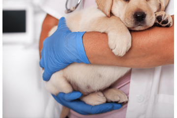 病院で…診察台に乗らない犬。すると「あらら…？」まさかの状態の姿に「乗るんかーい！」 画像