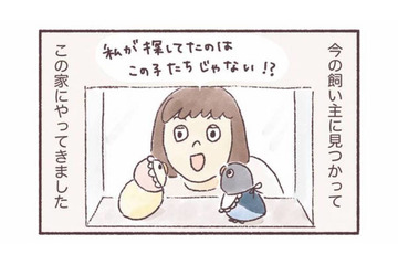 同じ誕生日、同じケースにいた2羽のインコ。偶然の出会いから始まるインコとの暮らし【うちのインコたちは今日もおしゃべり #１】 画像