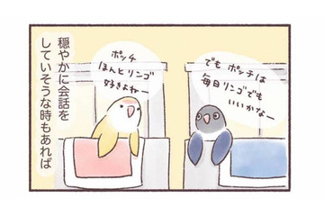 隣同士のケージで暮らす2羽のインコ。一体どんな会話をしているの？【うちのインコたちは今日もおしゃべり #２】 画像