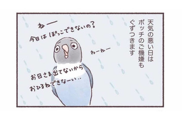 天気の悪い日はインコもご機嫌ななめ…。いつもと違う姿とは？【うちのインコたちは今日もおしゃべり #３】 画像