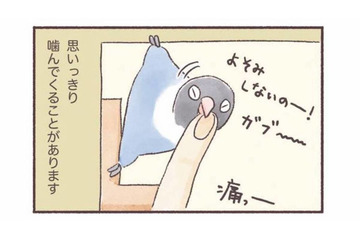 インコもやきもちをやく!? 大好きな飼い主に見せる”嫉妬サイン”【うちのインコたちは今日もおしゃべり #４】 画像