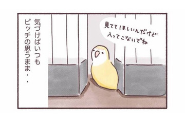 「入ってこないで！」でも「見てて！」狭いところが好きなインコのかわいい本音【うちのインコたちは今日もおしゃべり #５】 画像