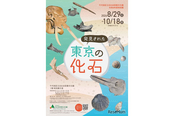 特別展「発見された東京の化石」日比谷図書文化館で8/29から 画像