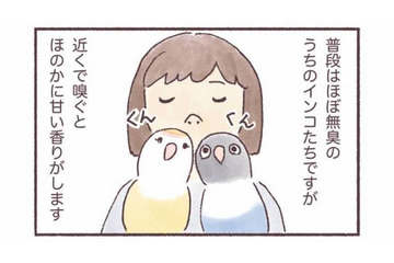 インコはどんなにおいがする？飼い主だけが知る、香りの変化【うちのインコたちは今日もおしゃべり #６】 画像
