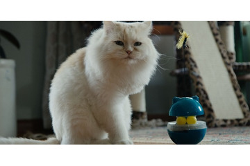 カタールの保護猫たちを大移送『猫たちと7000マイルの旅』監督インタビュー　入場者特典＆Tシャツ販売も決定 画像