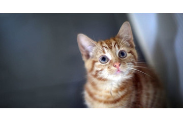 監督の記者会見に「乱入したネコ」がおもしろい 画像