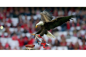 ベンフィカのマスコット、突然の逃亡劇！大きな話題に 画像