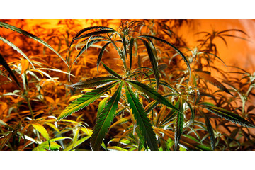 日本人所属のサッカーチーム、「マリファナ販売店」と提携 画像