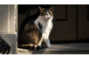猫が歌うチャンピオンズリーグ「ニャンセム」がすごくかわいいので。 画像
