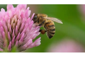 ピッチに「蜂の群れが侵入」するとこうなる…驚きの映像がこれ 画像