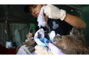 豪州の最悪山火事…代表選手たちが400万円超を寄付　さらに寄付へ 画像