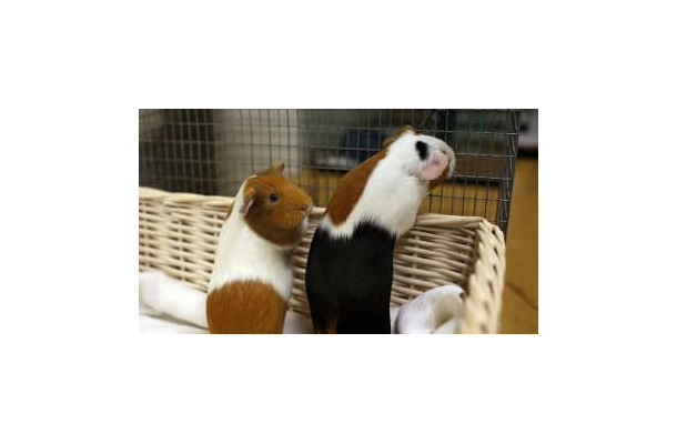 エヴラ、小動物をビビらせる