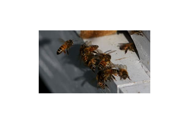 試合中、大量の蜂が襲来…足が「ミツバチに包まれる」場面も