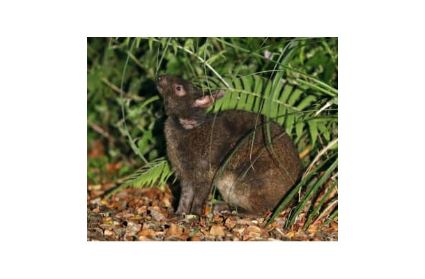 アマミノクロウサギ＝鹿児島県・奄美大島