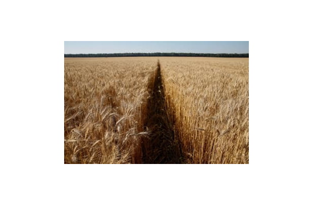 ウクライナの小麦畑＝2016年7月（ロイター＝共同）